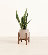 Load image into Gallery viewer, Eternal Gray stand:walnut