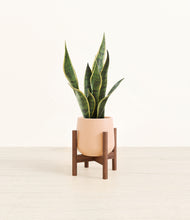Load image into Gallery viewer, Gentle Pink stand:walnut