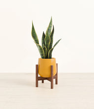 Load image into Gallery viewer, Mustard stand:walnut