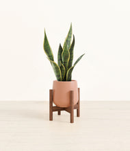 Load image into Gallery viewer, Calm Rose stand:walnut