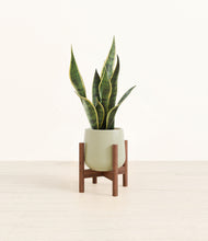 Load image into Gallery viewer, Turquoise stand:walnut