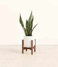 Load image into Gallery viewer, White stand:walnut