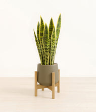 Load image into Gallery viewer, Olive stand:bamboo