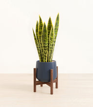 Load image into Gallery viewer, Deep Navy stand:walnut