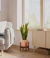 Load image into Gallery viewer, Calm Rose stand:walnut