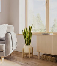 Load image into Gallery viewer, Almond Green stand:bamboo