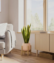 Load image into Gallery viewer, Gentle Pink stand:bamboo