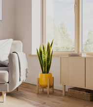 Load image into Gallery viewer, Mustard stand:bamboo