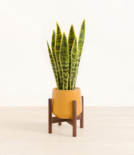 Load image into Gallery viewer, Mustard stand:walnut