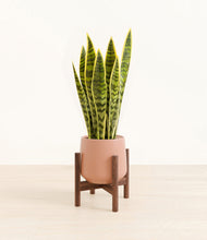 Load image into Gallery viewer, Calm Rose stand:walnut