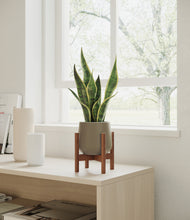 Load image into Gallery viewer, Olive stand:walnut