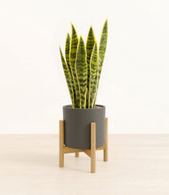 Load image into Gallery viewer, Dark Olive stand:bamboo