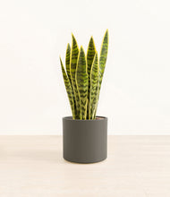 Load image into Gallery viewer, Dark Olive*****Profile