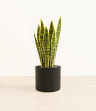 Load image into Gallery viewer, Black*****Profile