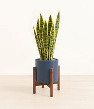 Load image into Gallery viewer, Deep Navy stand:walnut