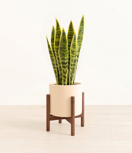 Load image into Gallery viewer, Cream stand:walnut