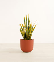 Load image into Gallery viewer, Earth Red*****Profile