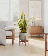 Load image into Gallery viewer, Sage Green stand:walnut