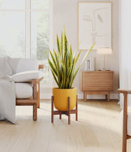 Load image into Gallery viewer, Sunset Orange stand:walnut