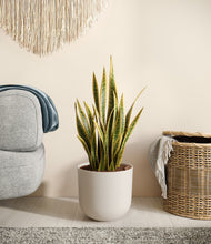 Load image into Gallery viewer, Natural Bamboo