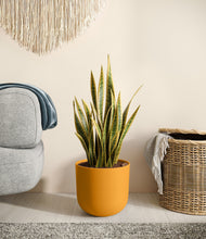 Load image into Gallery viewer, Sunset Orange