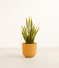 Load image into Gallery viewer, Sunset Orange*****Profile