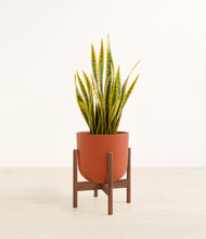 Load image into Gallery viewer, Earth Red stand:walnut
