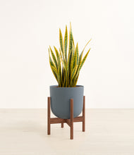 Load image into Gallery viewer, Iron Gray stand:walnut