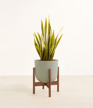 Load image into Gallery viewer, Sage Green stand:walnut