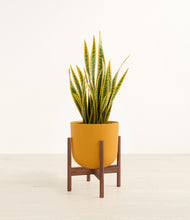 Load image into Gallery viewer, Sunset Orange stand:walnut