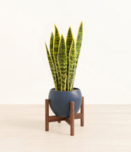 Load image into Gallery viewer, Deep Navy stand:walnut