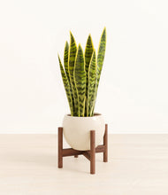 Load image into Gallery viewer, Shiny EggWhite stand:walnut