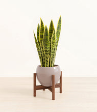 Load image into Gallery viewer, Winter Clouds stand:walnut