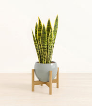 Load image into Gallery viewer, Deep Ocean stand:bamboo