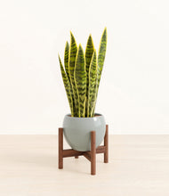 Load image into Gallery viewer, Deep Ocean stand:walnut