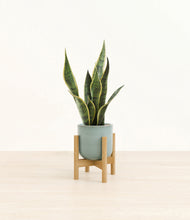 Load image into Gallery viewer, Reactive Aqua stand:bamboo