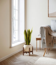 Load image into Gallery viewer, Shiny EggWhite stand:walnut