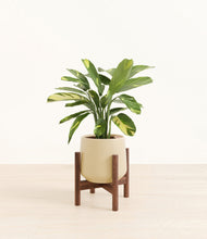 Load image into Gallery viewer, Almond Green stand:walnut