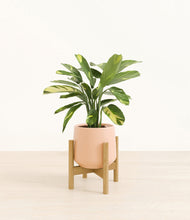 Load image into Gallery viewer, Gentle Pink stand:bamboo