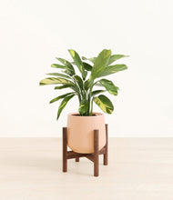 Load image into Gallery viewer, Gentle Pink stand:walnut