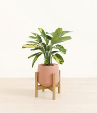 Load image into Gallery viewer, Calm Rose stand:bamboo