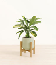 Load image into Gallery viewer, Turquoise stand:bamboo