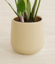 Load image into Gallery viewer, Almond Green stand:all