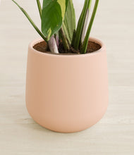 Load image into Gallery viewer, Gentle Pink stand:all