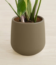 Load image into Gallery viewer, Olive stand:all