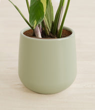 Load image into Gallery viewer, Turquoise stand:all