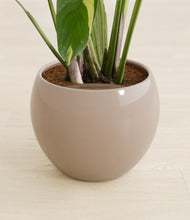 Load image into Gallery viewer, Desert Brown stand:all