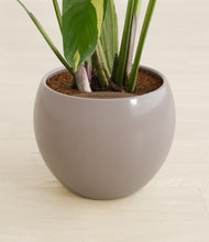 Load image into Gallery viewer, Shiny EggWhite stand:all