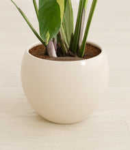 Load image into Gallery viewer, Calm Rose stand:all