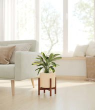 Load image into Gallery viewer, Cream stand:walnut